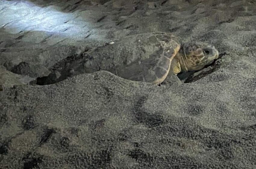 Le tartarughe scelgono la spiaggia di Amantea
