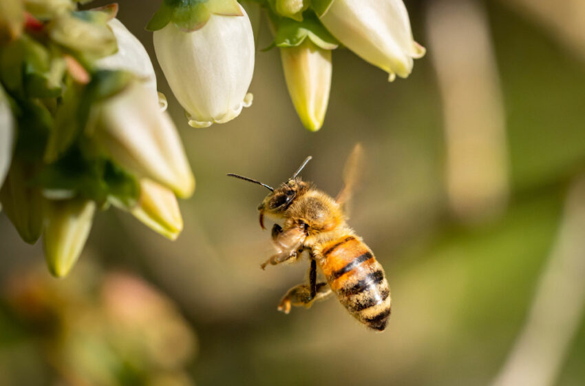 Aiello Calabro investe su api e apicoltura