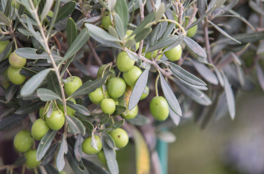 Bando regionale per la filiera olivicola