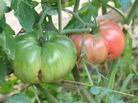 Il pomodoro di Belmonte, una varietà di pomodoro tipicamente calabrese.