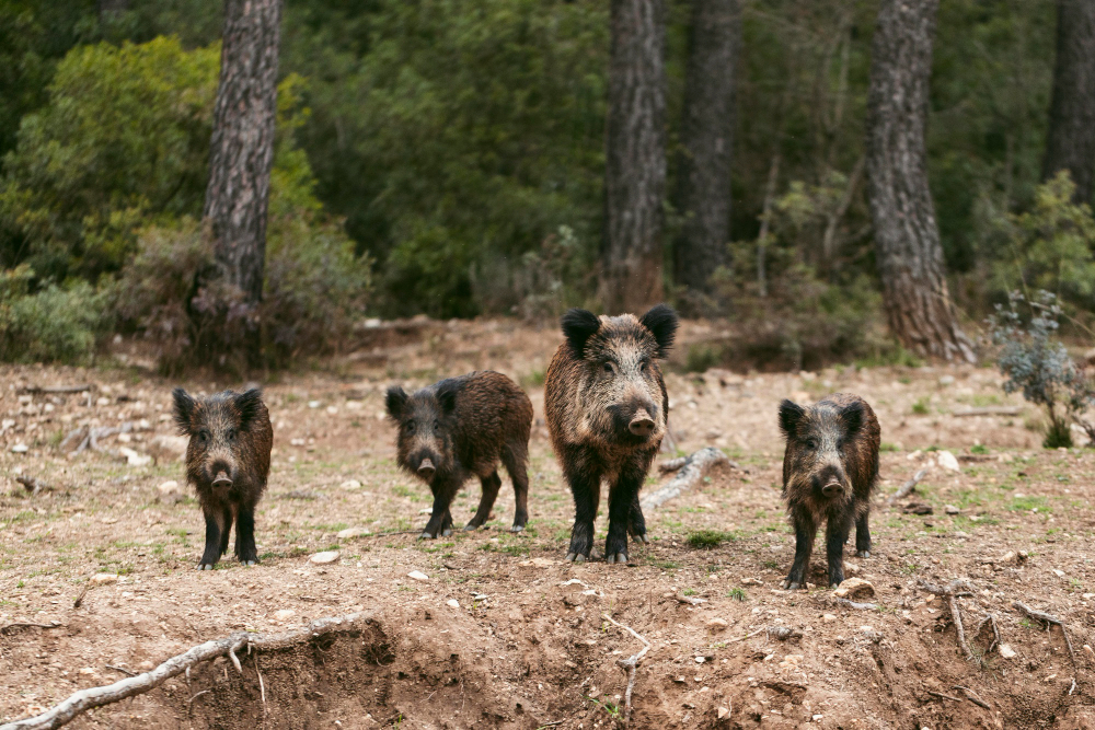 Amantea: imprevista caccia al cinghiale