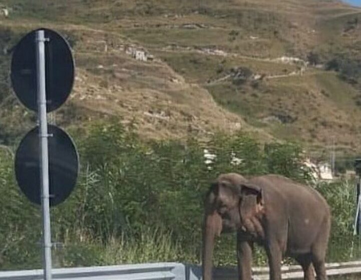 Elefante sulla statale 18 nei pressi di amantea